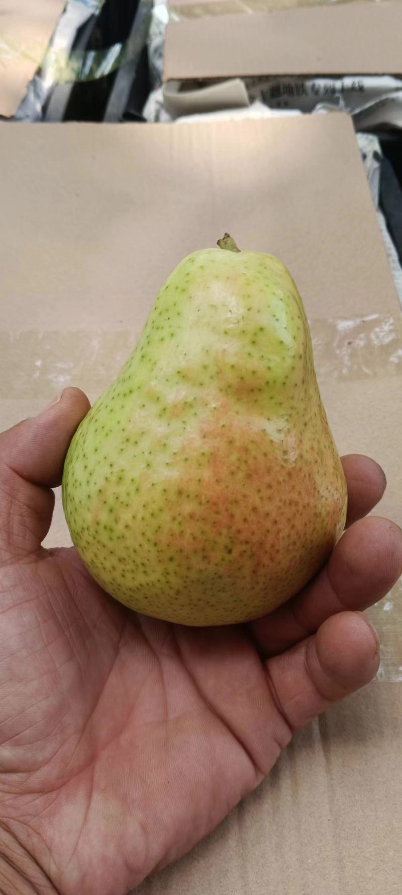 （精品）西洋巴梨量大从优超市大量供应有需要的老板联系我