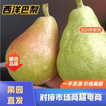（精品）西洋巴梨量大从优超市大量供应有需要的老板联系我