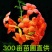 凌霄苗圃喇叭花望江南农户自销货比三家信比金坚