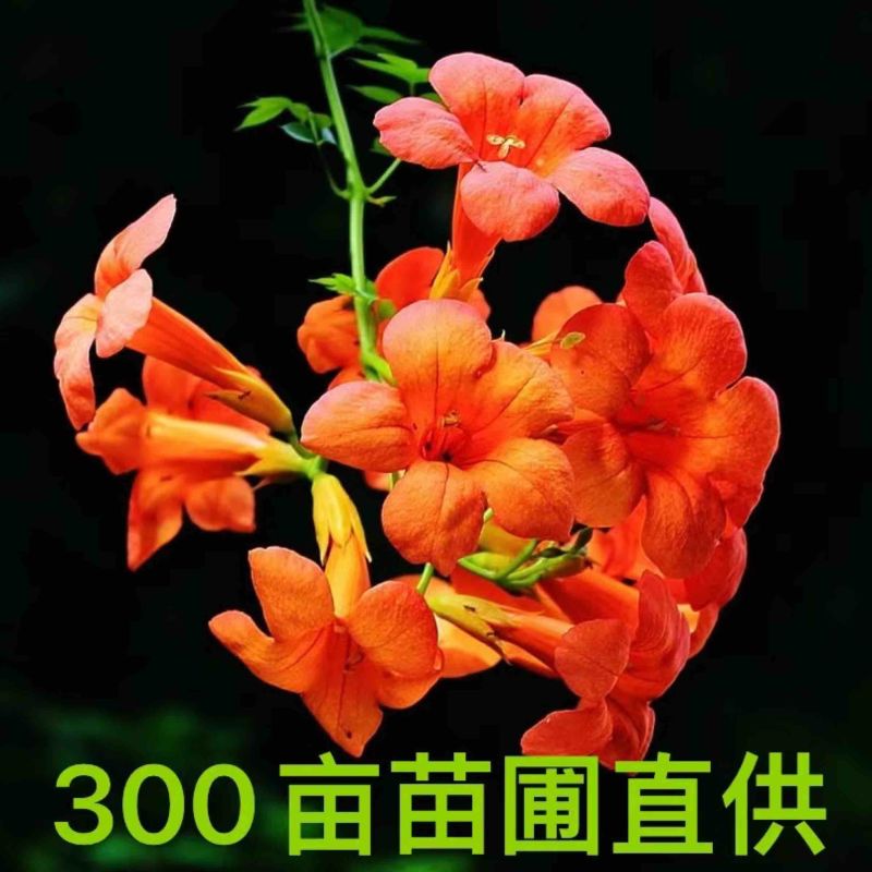 凌霄苗圃喇叭花望江南农户自销货比三家信比金坚