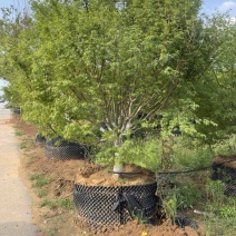 夏天种植**，假植鸡爪槭，控根器苗，高成活率，