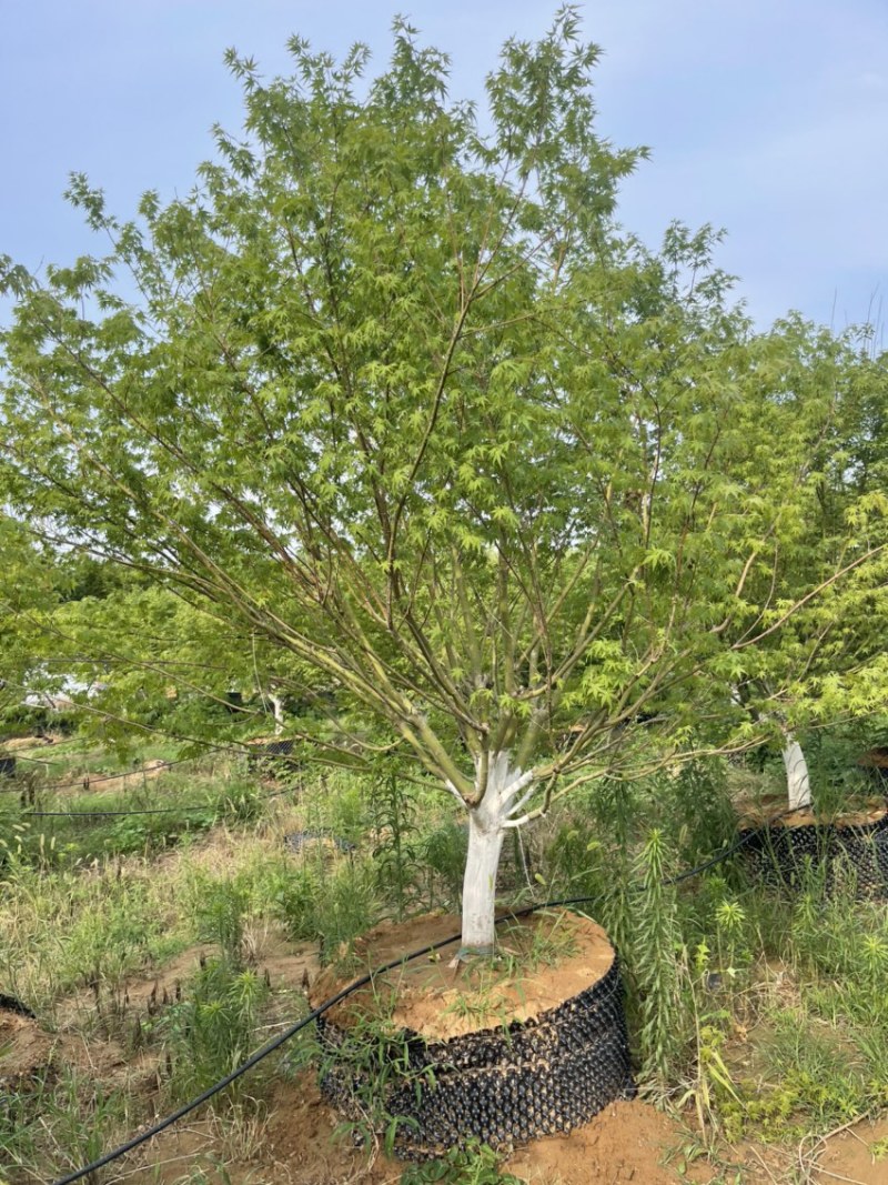 夏天种植**，假植鸡爪槭，控根器苗，高成活率，
