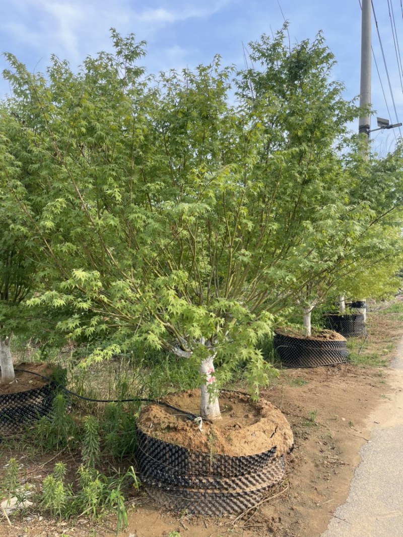 夏天种植**，假植鸡爪槭，控根器苗，高成活率，