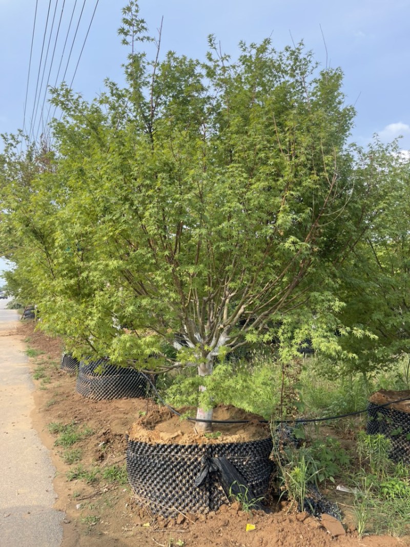 夏天种植**，假植鸡爪槭，控根器苗，高成活率，