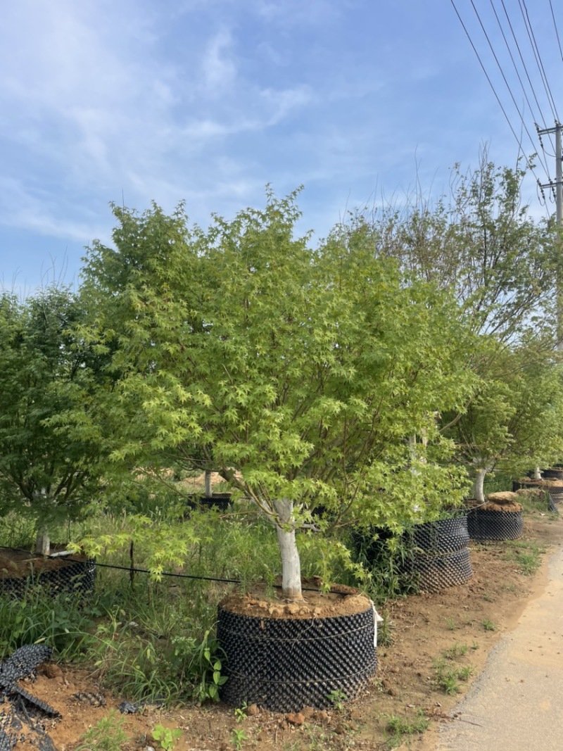 夏天种植**，假植鸡爪槭，控根器苗，高成活率，
