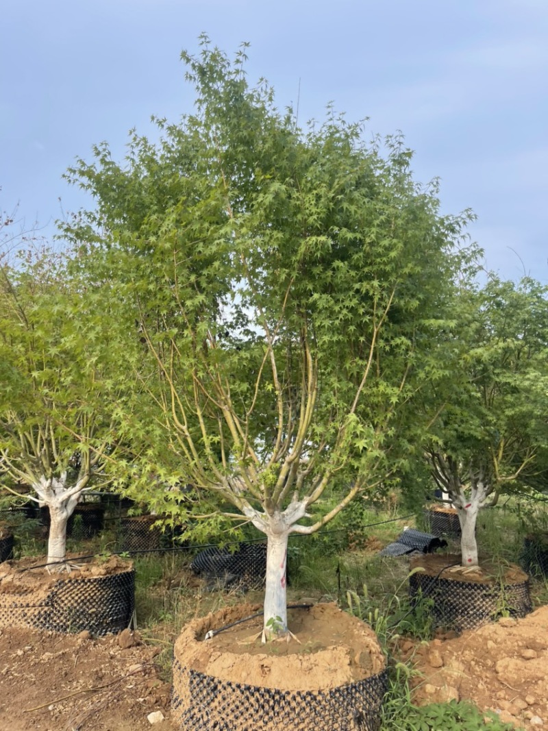 夏天种植**，假植鸡爪槭，控根器苗，高成活率，