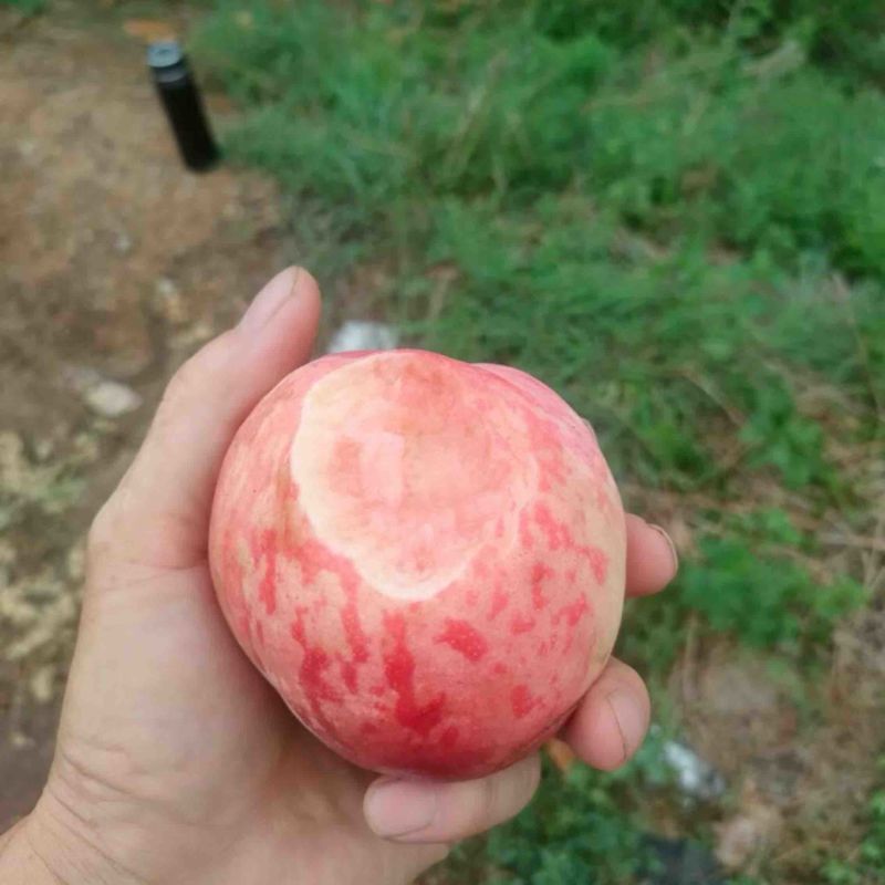 精品大久保，产地直发，日产万斤，欢迎合作