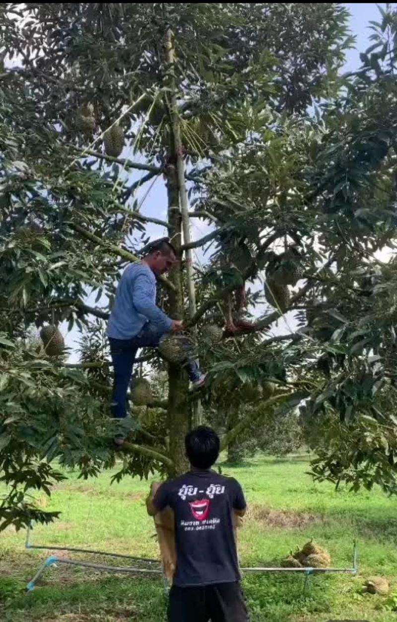 金枕榴莲，产地直发，坏果烂果包赔包售后。