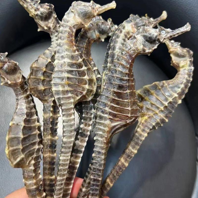 海马人工养殖海马规格多货品质，有需要的老板联系