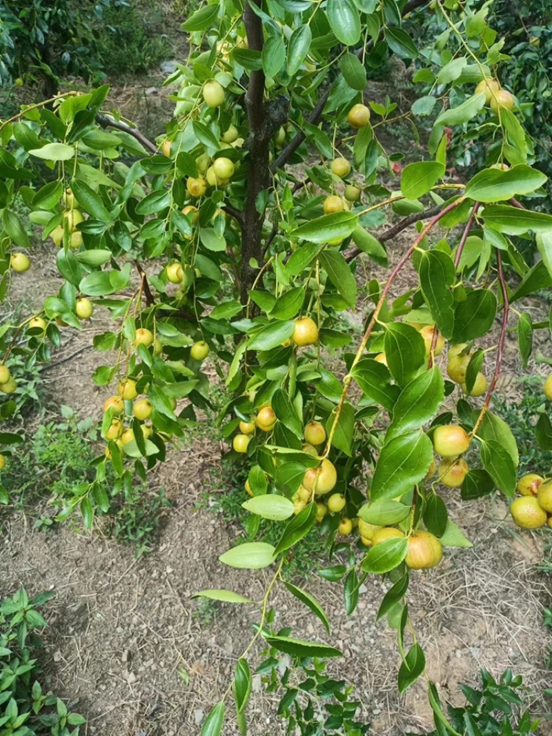 广西桂林高端夏枣.大量上市中欢迎进店选购