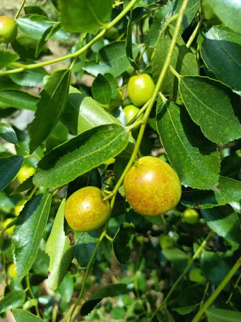 广西桂林高端夏枣.大量上市中欢迎进店选购