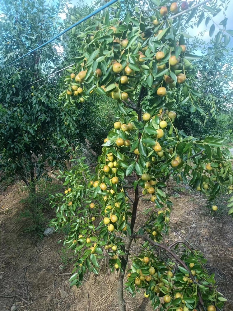 广西桂林高端夏枣.大量上市中欢迎进店选购