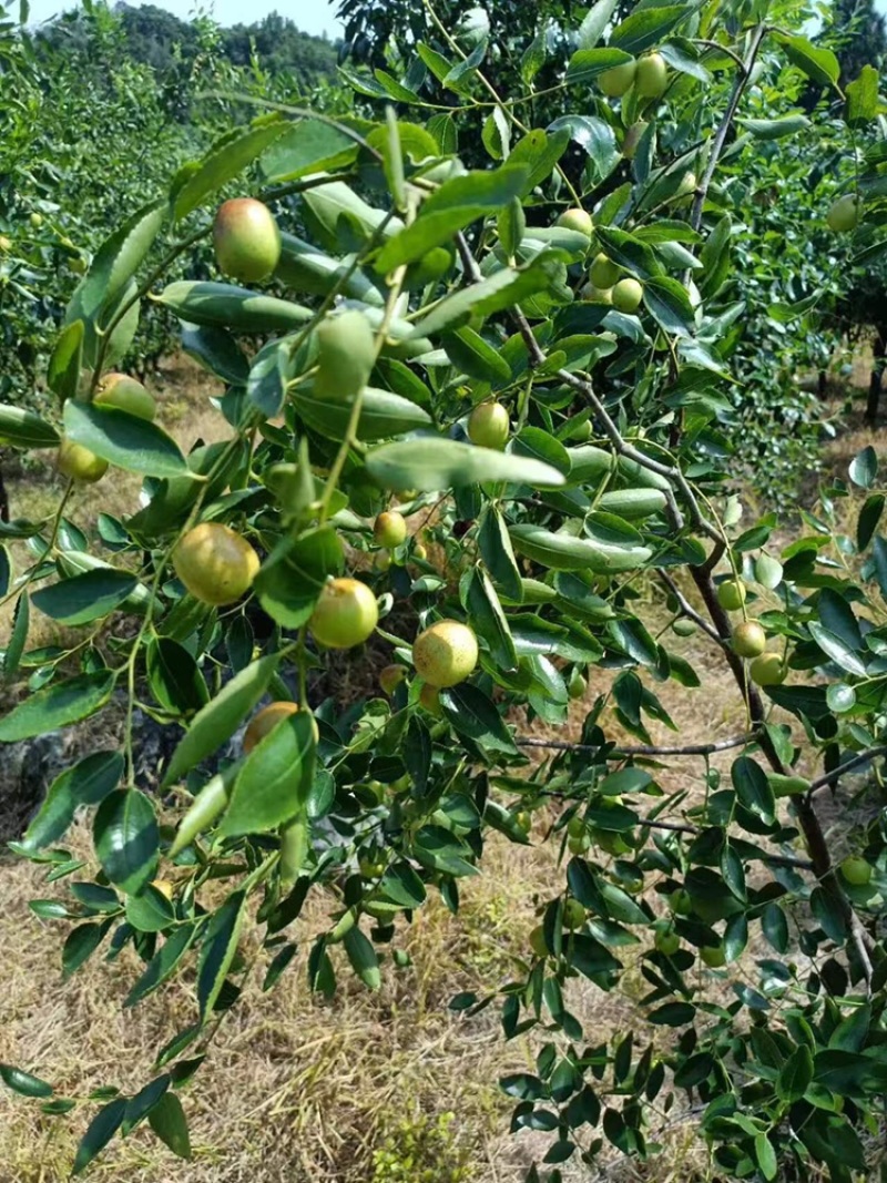 广西桂林高端夏枣.大量上市中欢迎进店选购