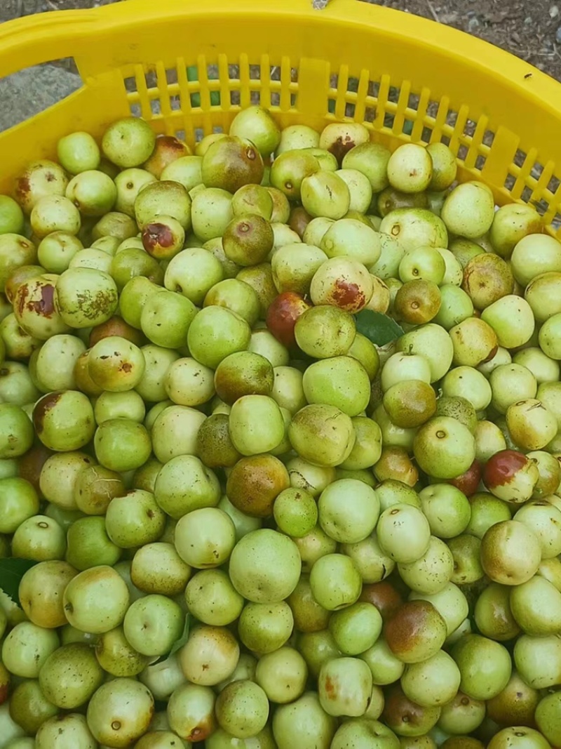 广西桂林高端夏枣.大量上市中欢迎进店选购