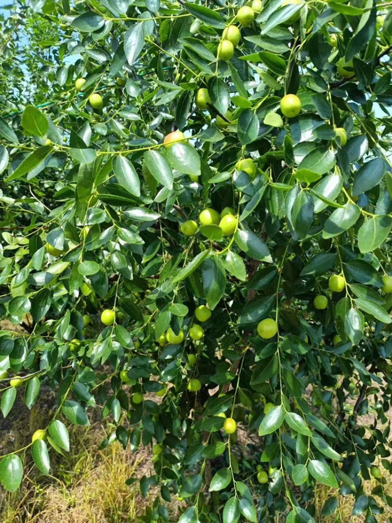广西桂林高端夏枣.大量上市中欢迎进店选购