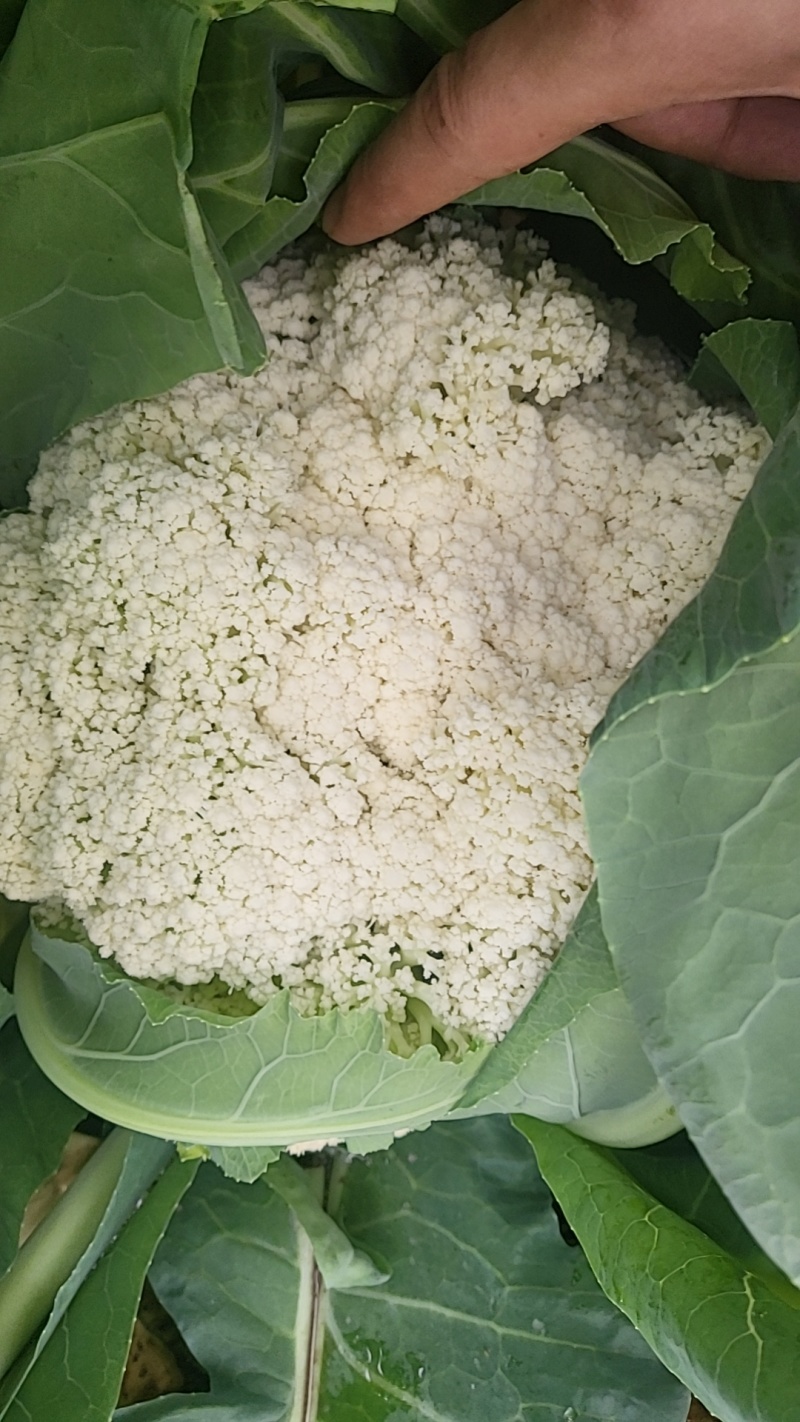精品有机花