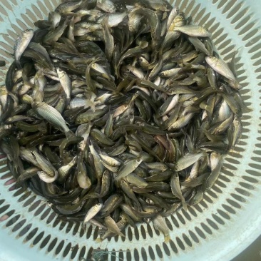 鲤鱼苗