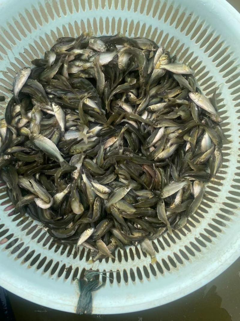 鲤鱼苗