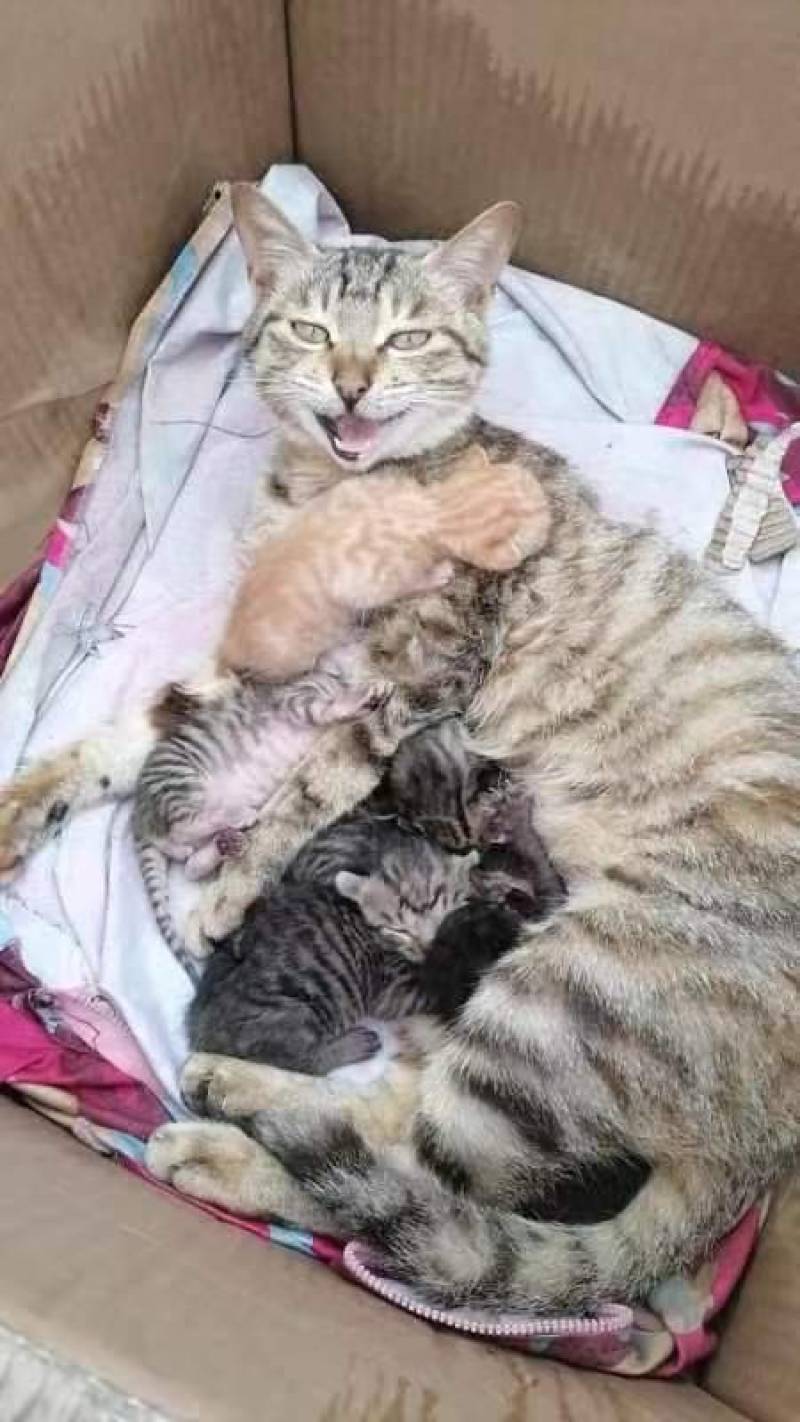 中华田园猫小猫咪，猫妈妈抓老鼠超厉害