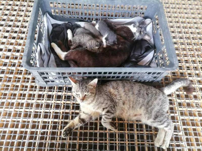 中华田园猫小猫咪，猫妈妈抓老鼠超厉害
