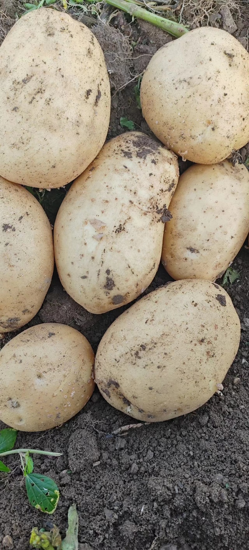 辽宁土豆沃土5号基地直发质量保证量大价优