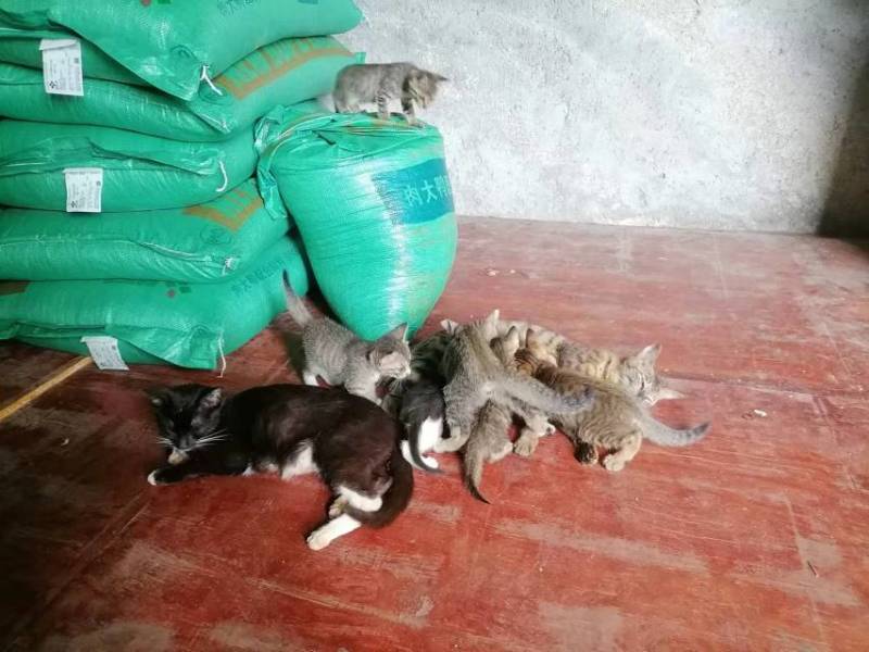 中华田园猫小猫咪，猫妈妈抓老鼠超厉害