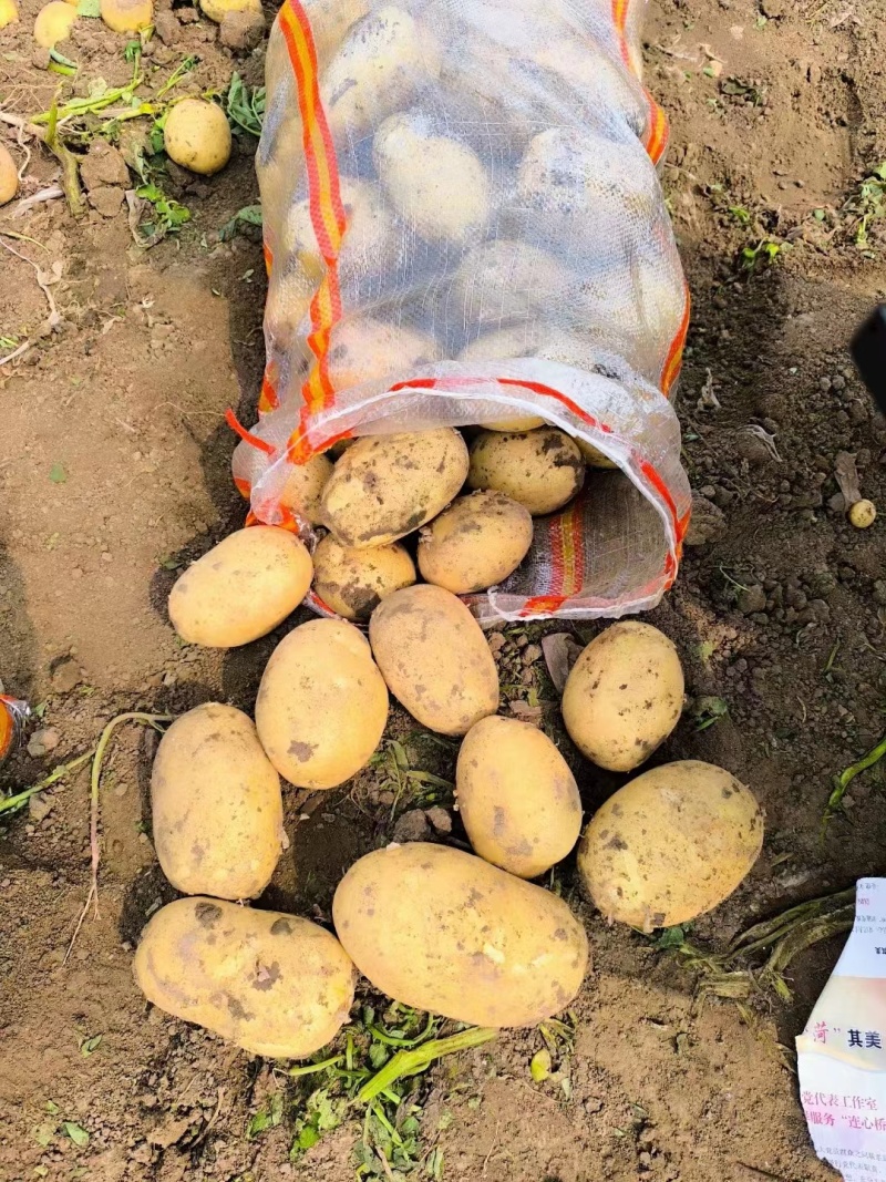 辽宁土豆沃土5号基地直发质量保证量大价优