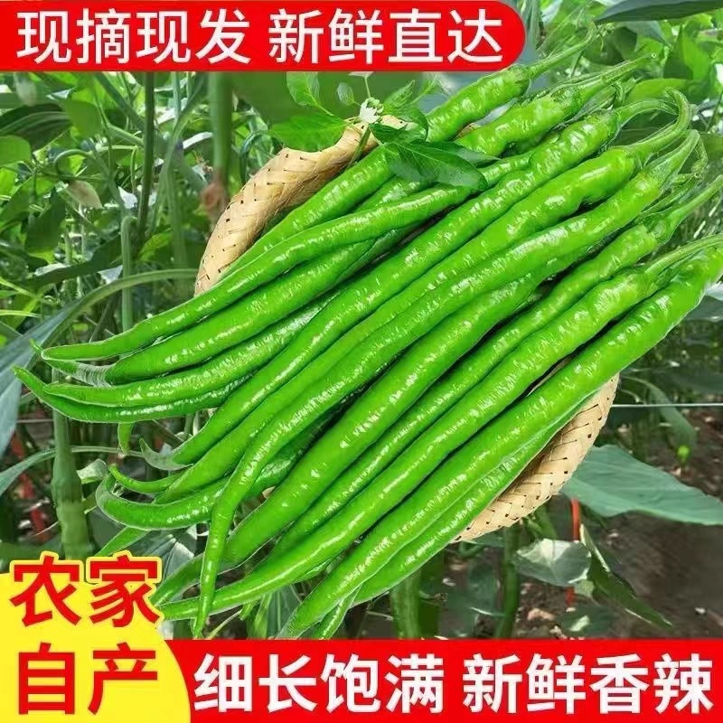 线椒，辣椒，产地大量有货，价格便宜，保质保量，欢迎订购。