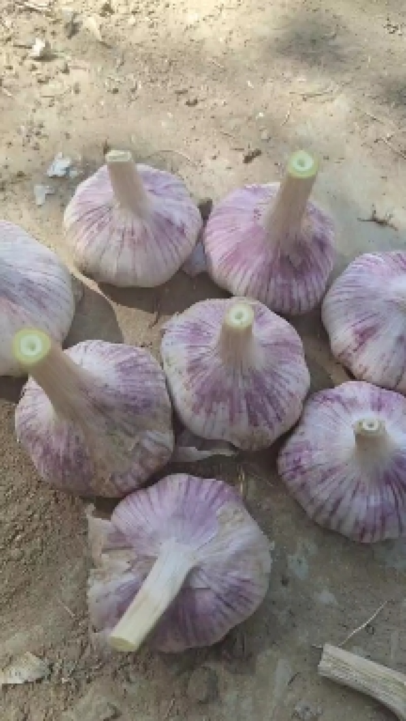 【精选大蒜】山东大蒜金乡大蒜干蒜长期供货产地直发货源充足