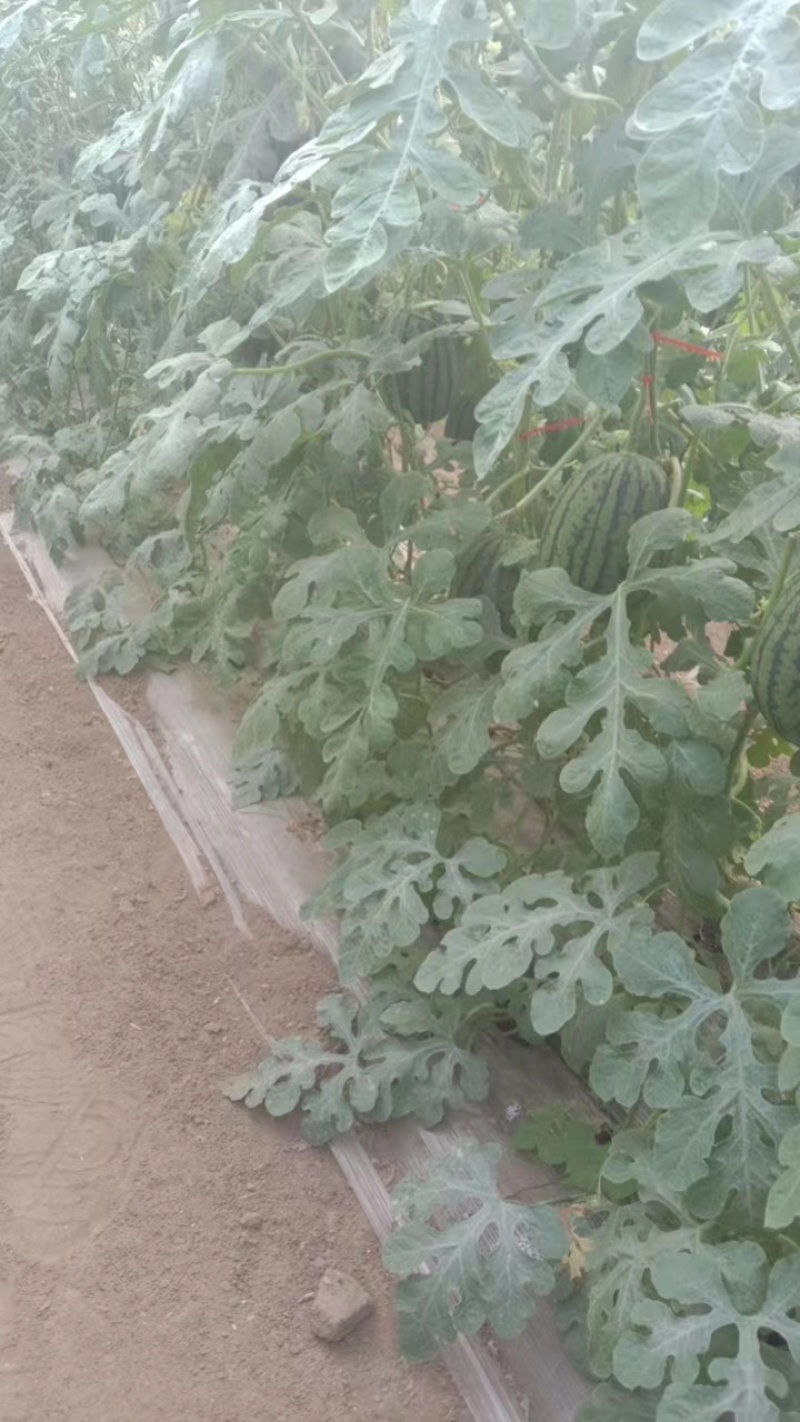 《精选》吊秧西瓜小糖丸西瓜辽宁西瓜产地直发货源充足