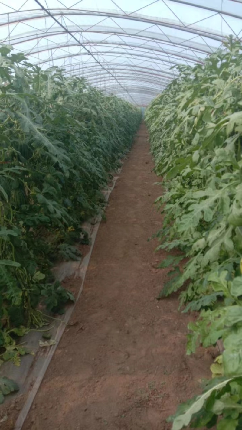 《精选》吊秧西瓜小糖丸西瓜辽宁西瓜产地直发货源充足