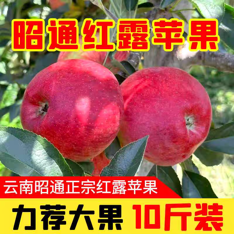 《苹果》昭通苹果/红露苹果，2024年新果，供应市场电商