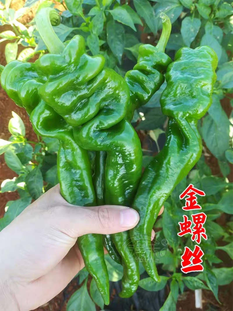 螺丝椒，陇椒辣椒，产地大量上市，提供一条龙服务