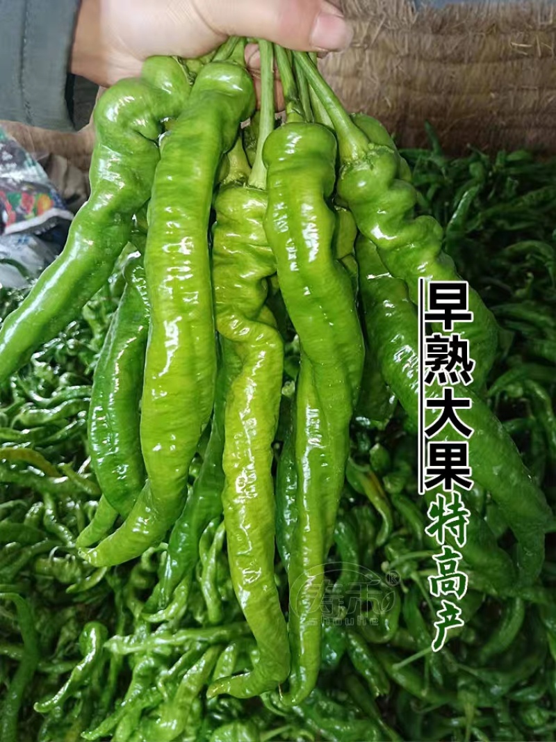 螺丝椒，陇椒辣椒，产地大量上市，提供一条龙服务