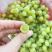 新疆葡萄新疆无核白大量供应中产地直发量大优惠