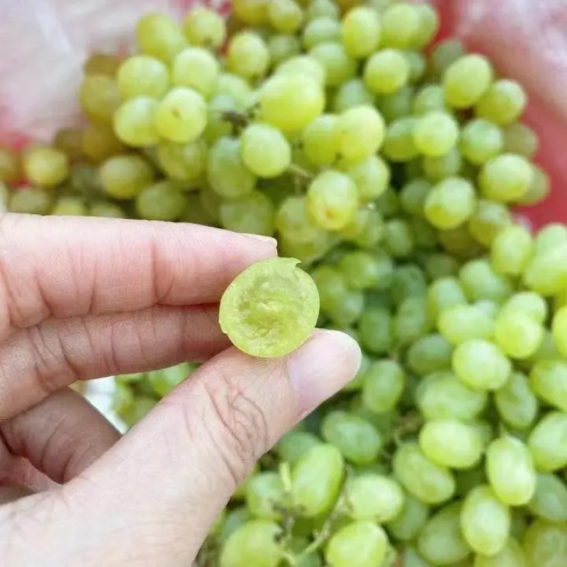 新疆葡萄新疆无核白大量供应中产地直发量大优惠