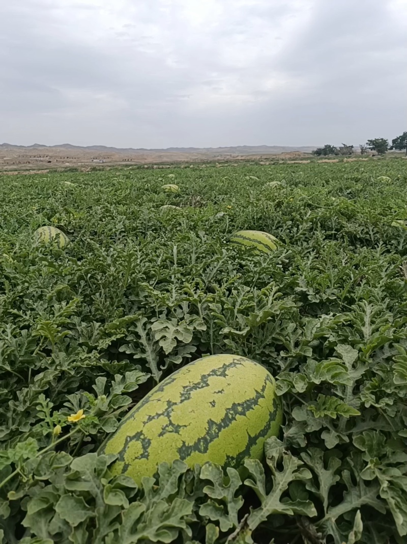 宁夏西瓜金花1号西瓜石头瓜硒砂瓜瓜形好熟度刚好货量大瓤口好