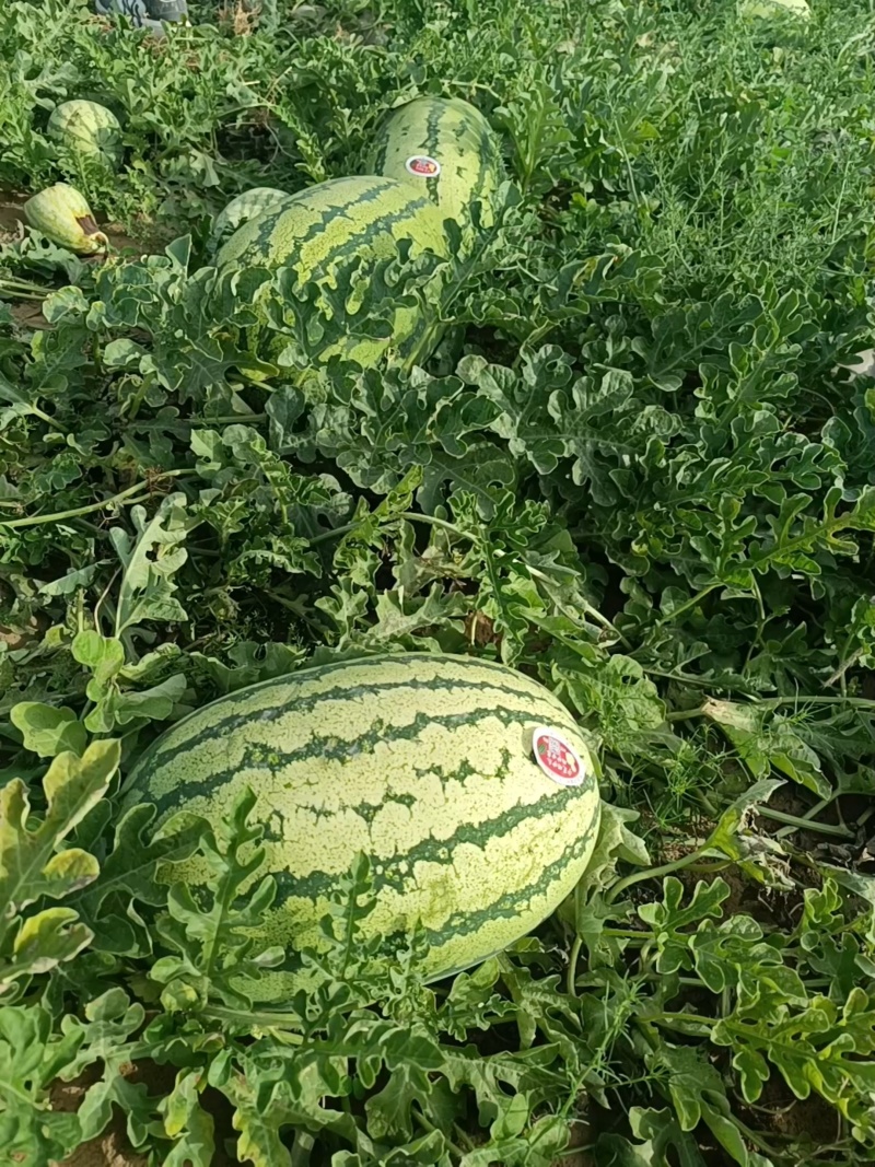 宁夏西瓜金花1号西瓜石头瓜硒砂瓜瓜形好熟度刚好货量大瓤口好