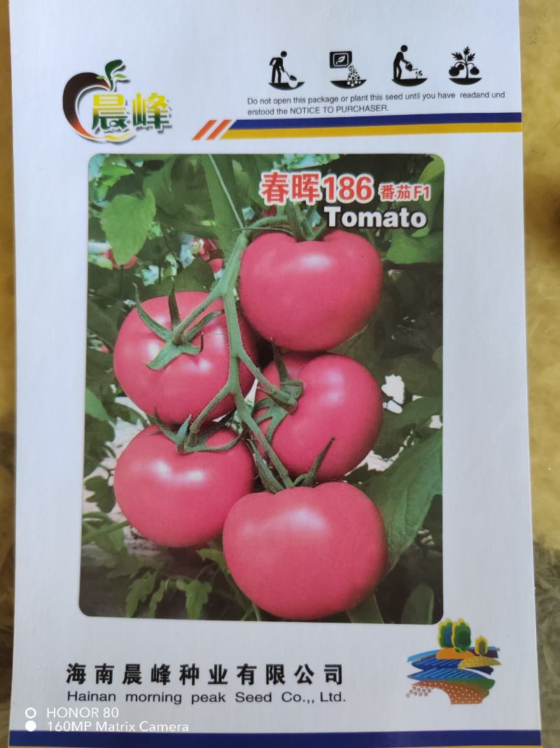 春晖186高抗TY大粉果番茄硬度好不空果品质保证厂家发货