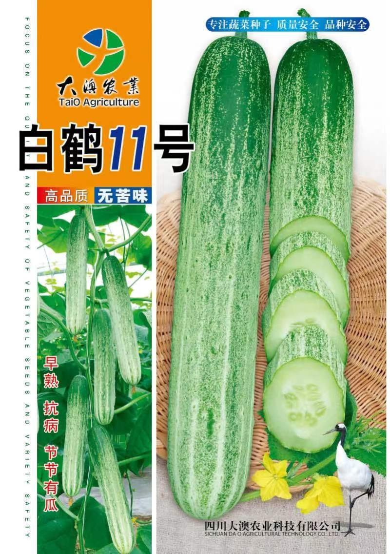 黄瓜种子白鹤11号高品质无苦味早熟抗病强雌节节有瓜