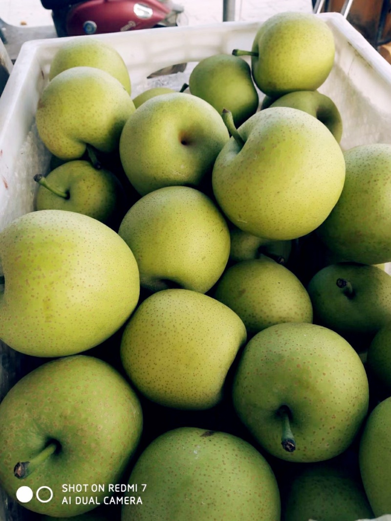 青皇冠梨砀山青皮皇冠梨商超电商供货代收代发全国市场