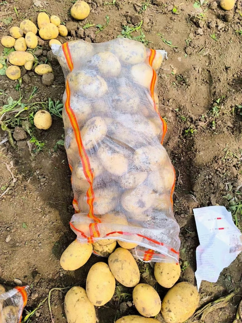 辽宁土豆沃土5号产地直发货源充足欢迎来电咨询