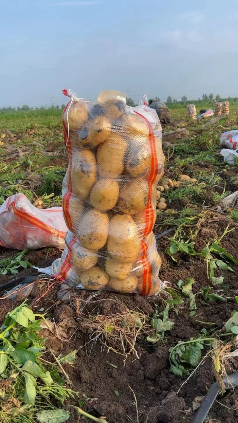 辽宁土豆沃土5号产地直发货源充足欢迎来电咨询
