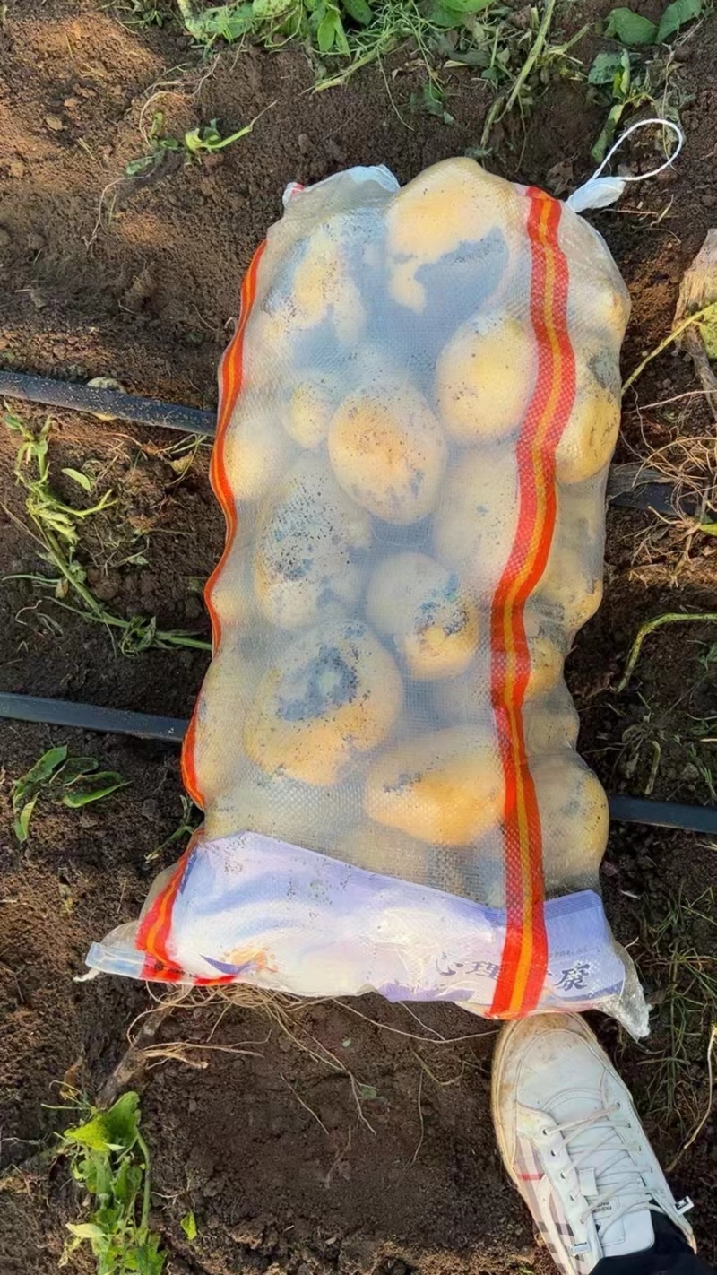 辽宁土豆沃土5号产地直发货源充足欢迎来电咨询