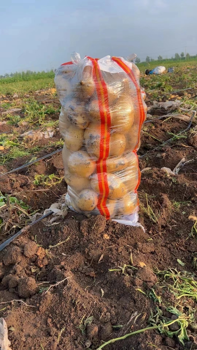 辽宁土豆沃土5号产地直发货源充足欢迎来电咨询