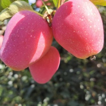 鸡心果