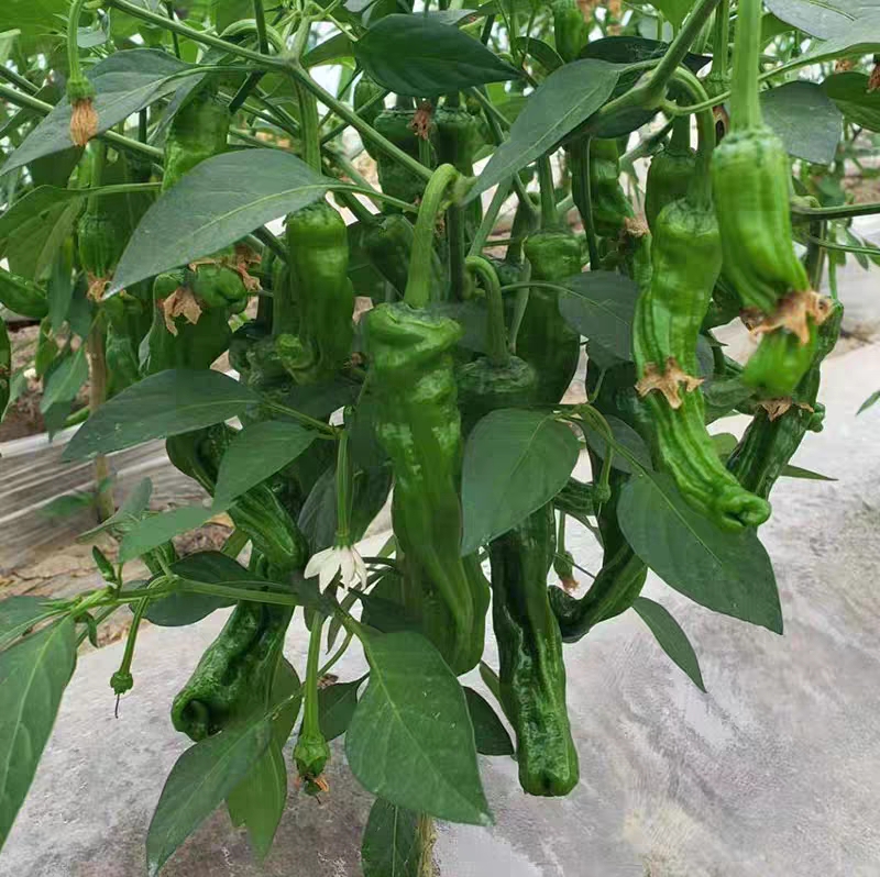 新鲜采摘的皱皮辣椒特写