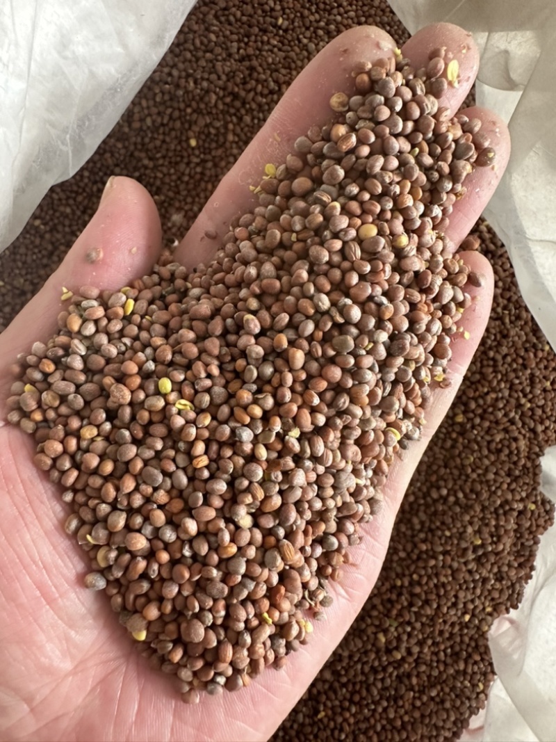 新疆大粒莱菔子萝卜籽中药材生莱菔籽