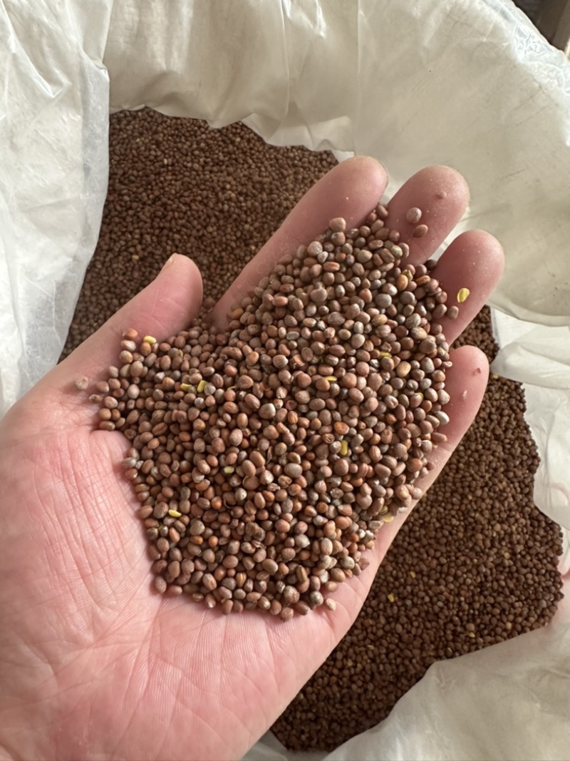 新疆大粒莱菔子萝卜籽中药材生莱菔籽