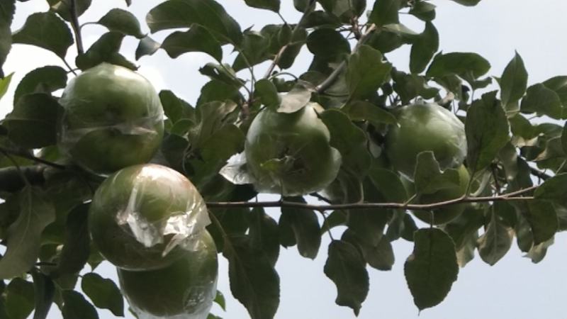 华硕青果